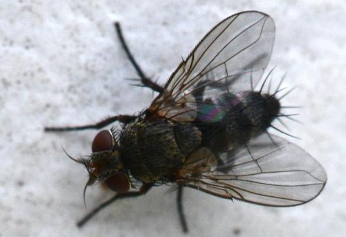 Réf. 363 278 : Peribaea tibialis